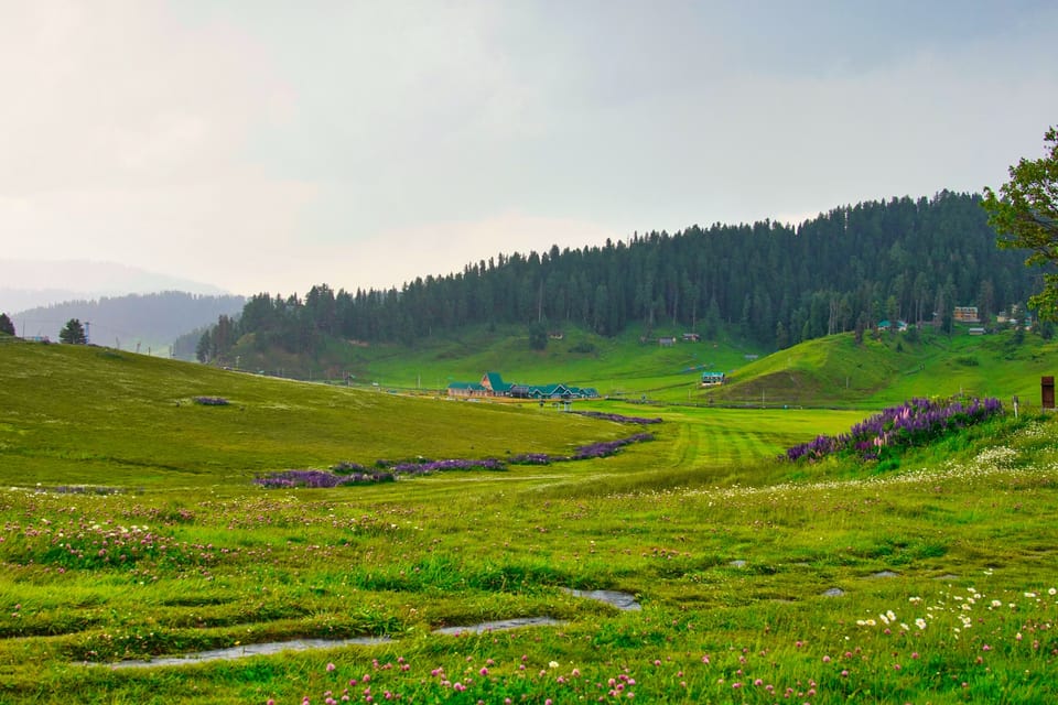 Rolling green meadows and a line of conifers in Gulmarg.