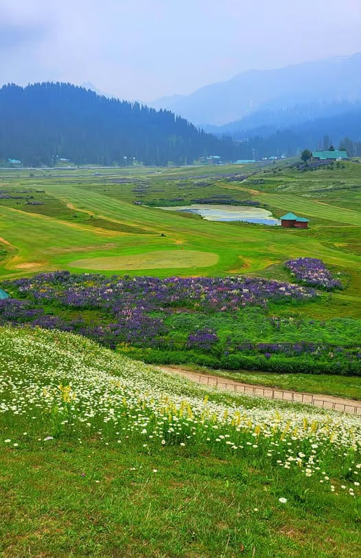 Bands of wildflowers across a green meadow in Gulmarg.