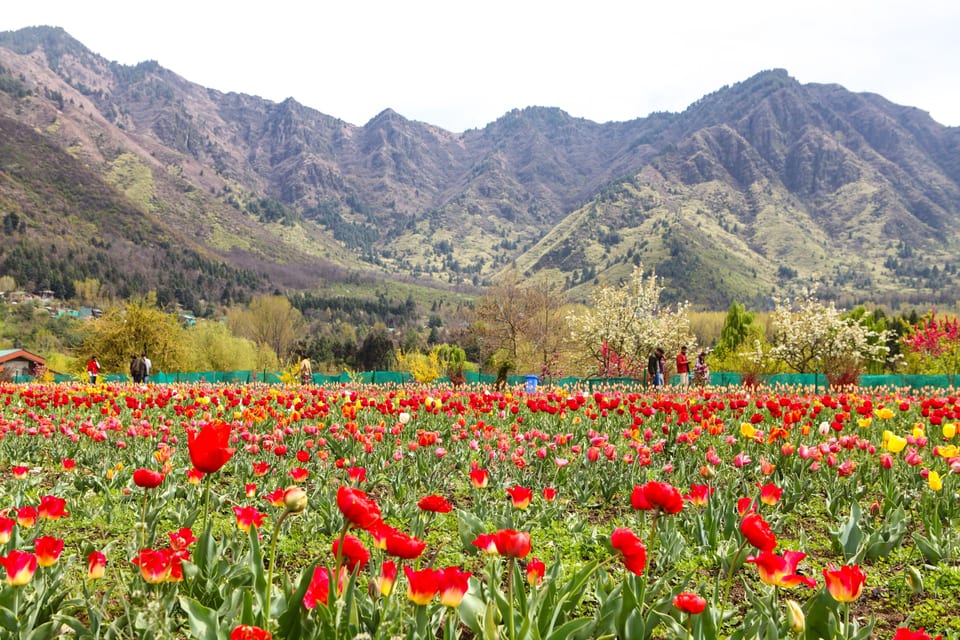 Red tulip beds and visitors beneath the mountain backdrop in Srinagar.