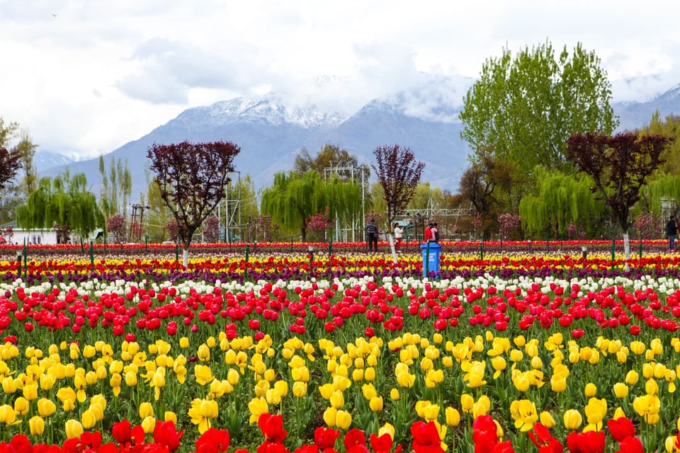 Rows of red and yellow tulips with mountains beyond in Srinagar.