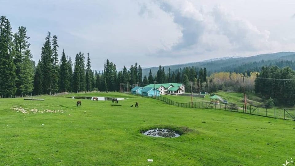 An open grassy meadow beside pine forest in Yusmarg.