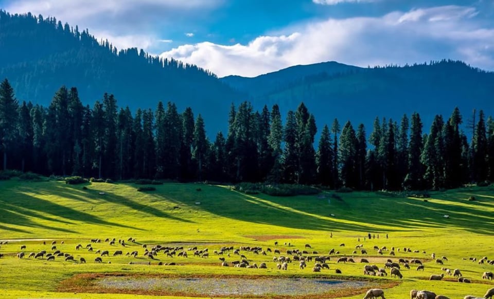 Sunlight across open meadowland in Doodhpathri.